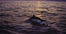 Premi de fotografia "Aigua, natura i Costa Brava"