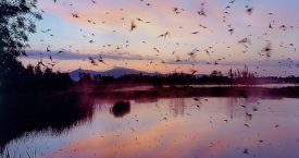 Premi de fotografia "Aigua, natura i Costa Brava"