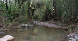 Riera d'Aubi