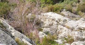 Riera de Portbou