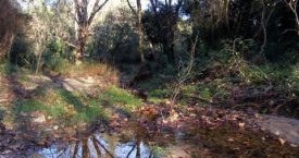 Riera de Calonge